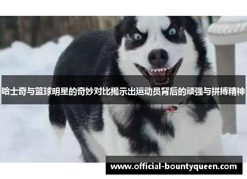 哈士奇与篮球明星的奇妙对比揭示出运动员背后的顽强与拼搏精神
